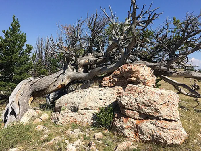 Gardner Mountain Trail photo