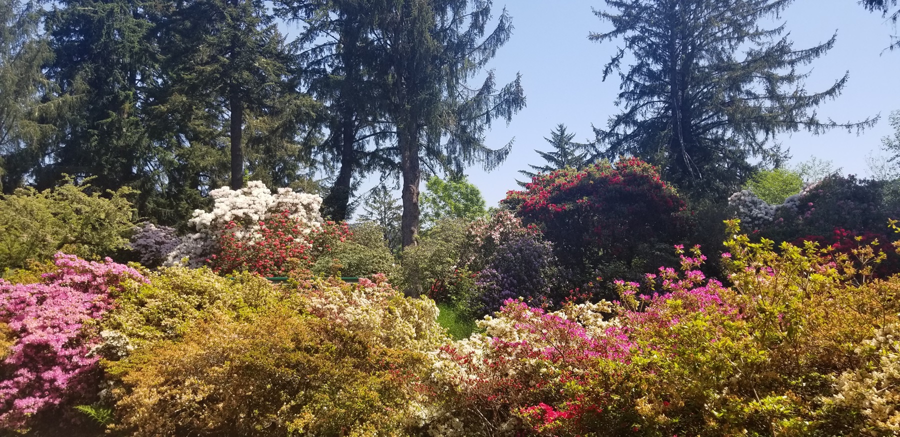 Hinsdale Garden photo