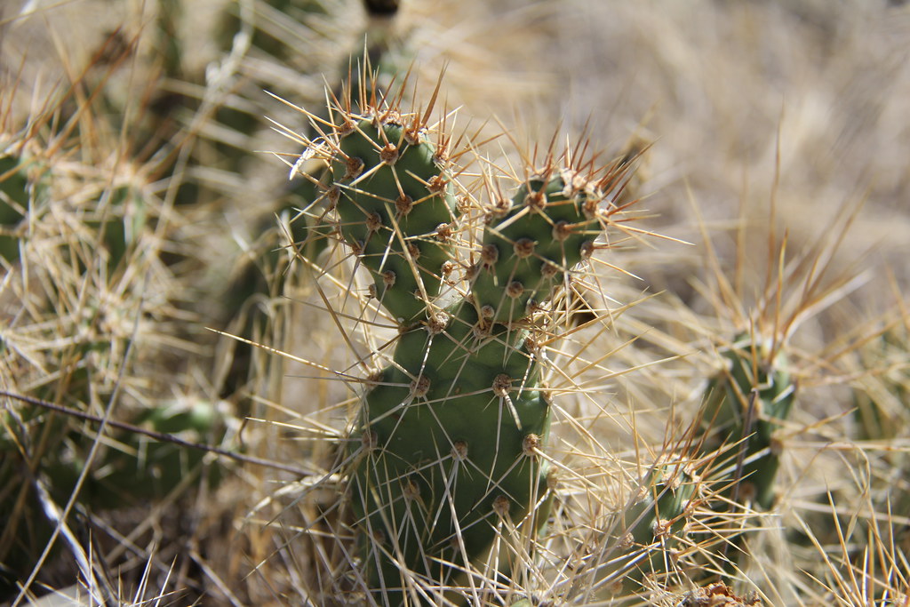 Juniper Dunes Wilderness photo 2