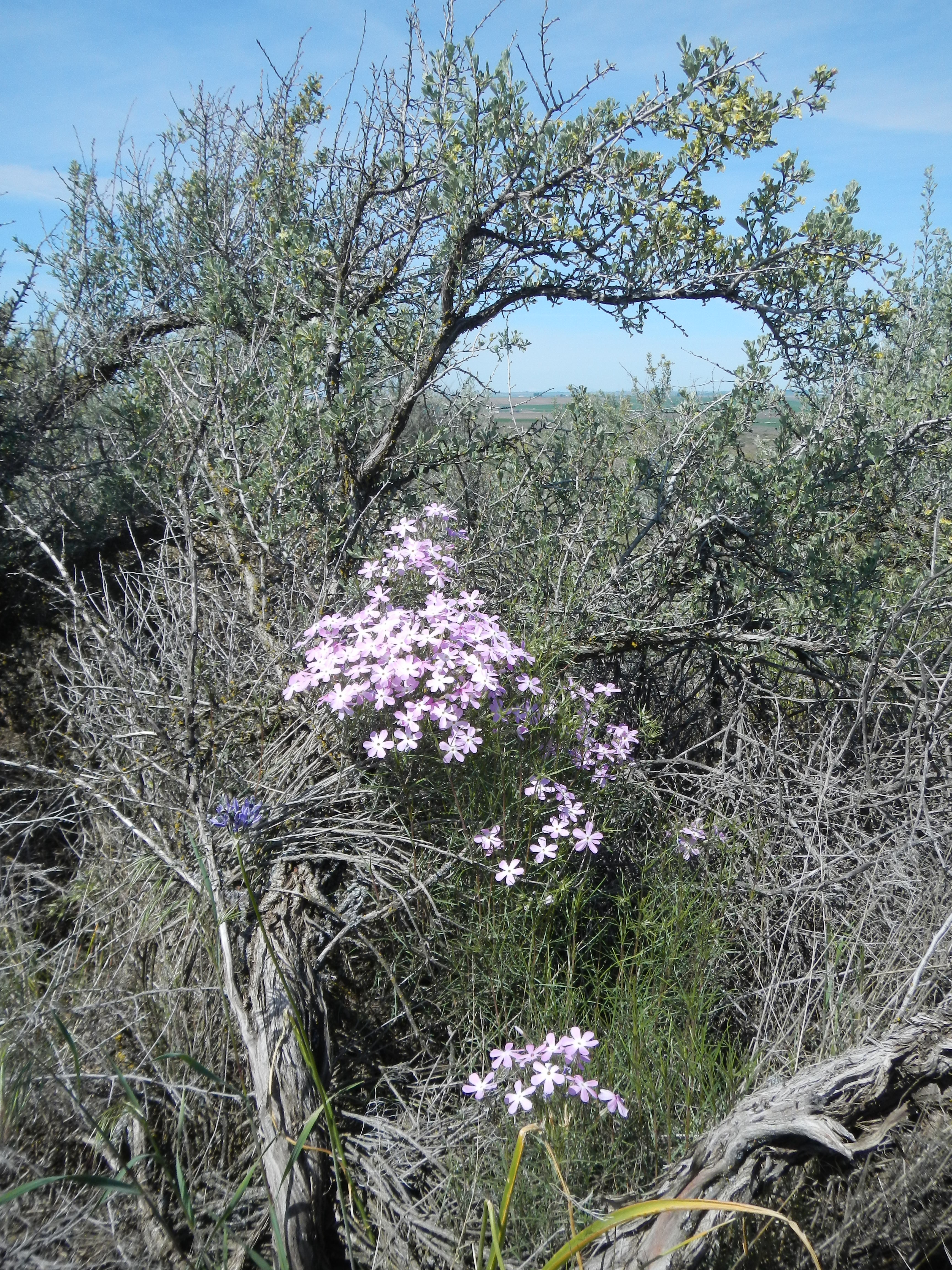 Juniper Dunes Wilderness photo 4