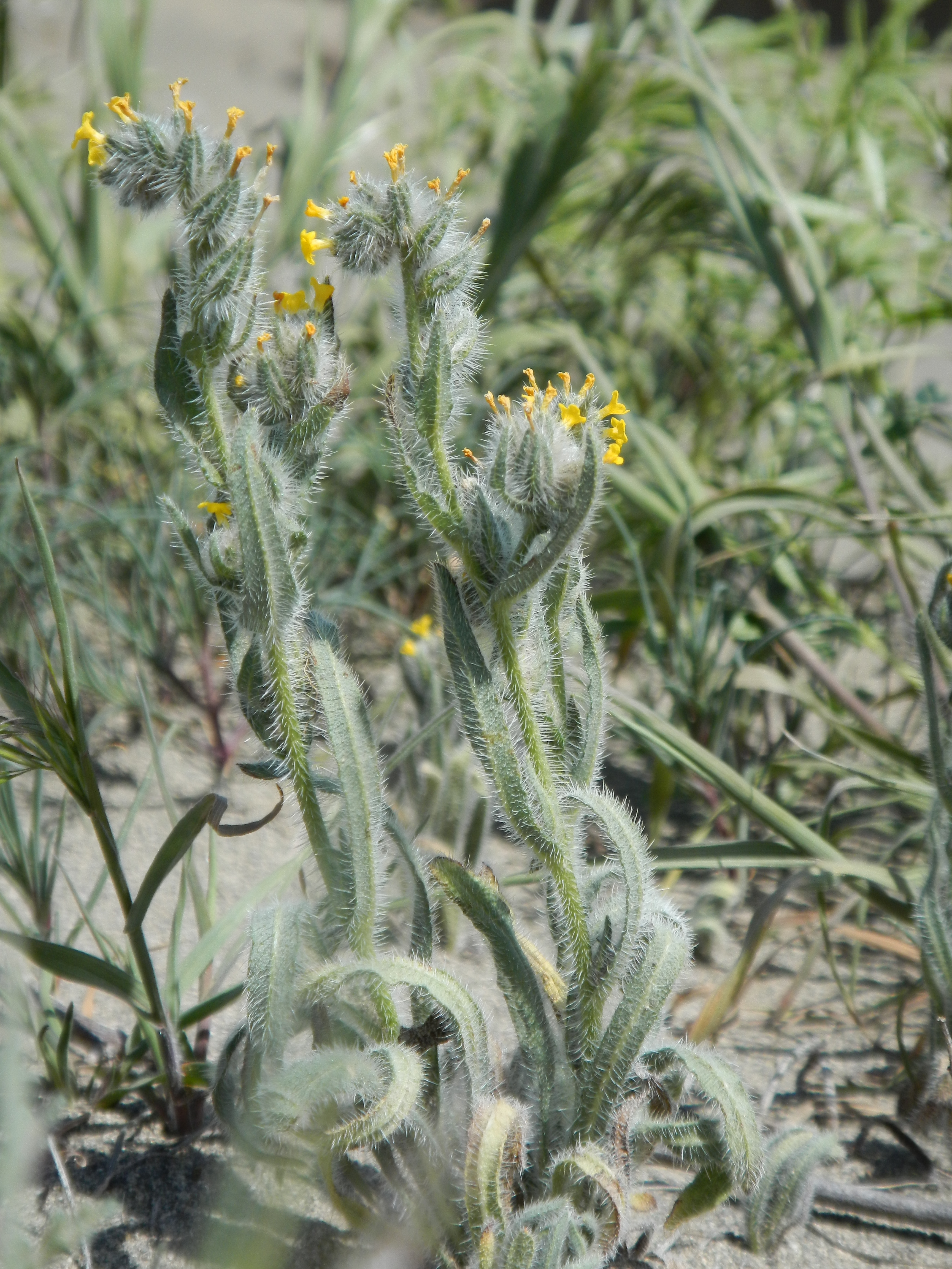 Juniper Dunes Wilderness photo 5