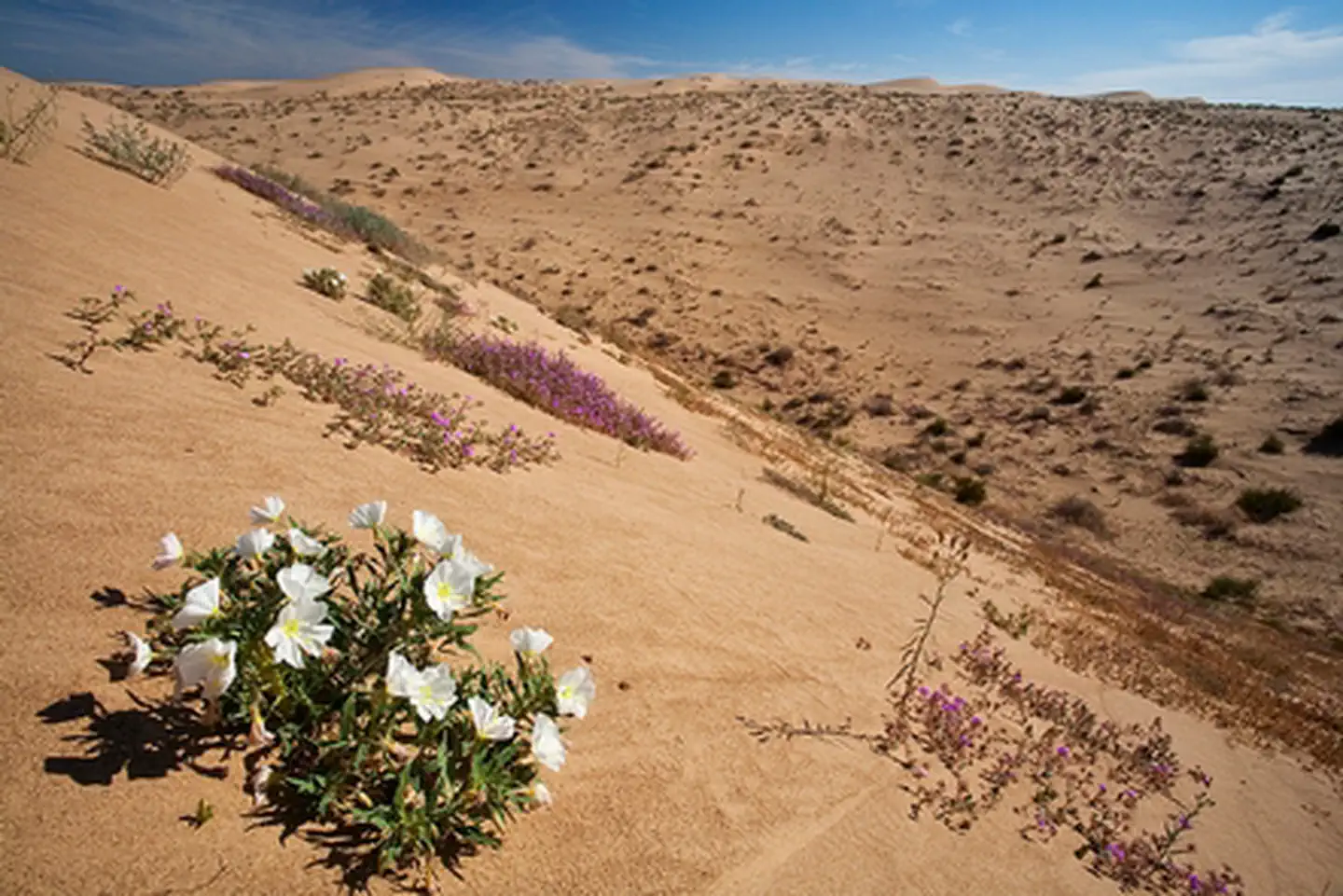 North Algodones Dunes Wilderness photo
