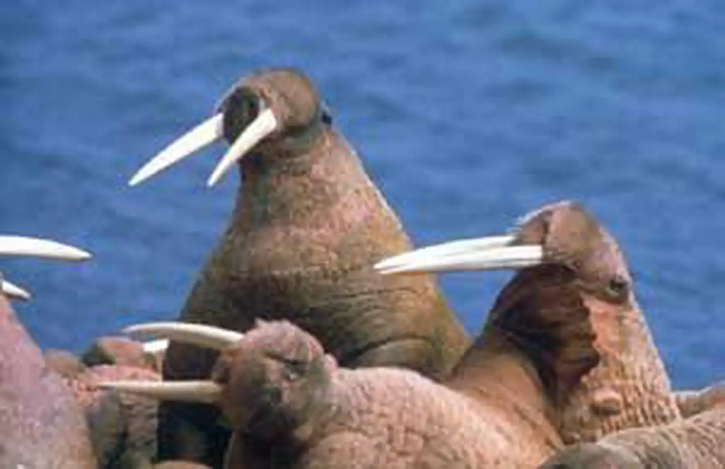 Bering Sea Wilderness photo