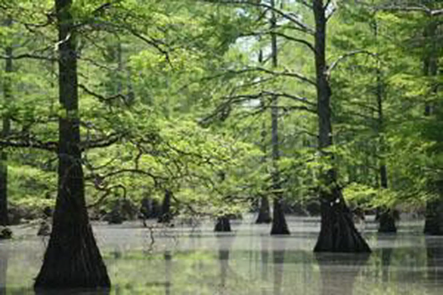 Big Lake Wilderness photo