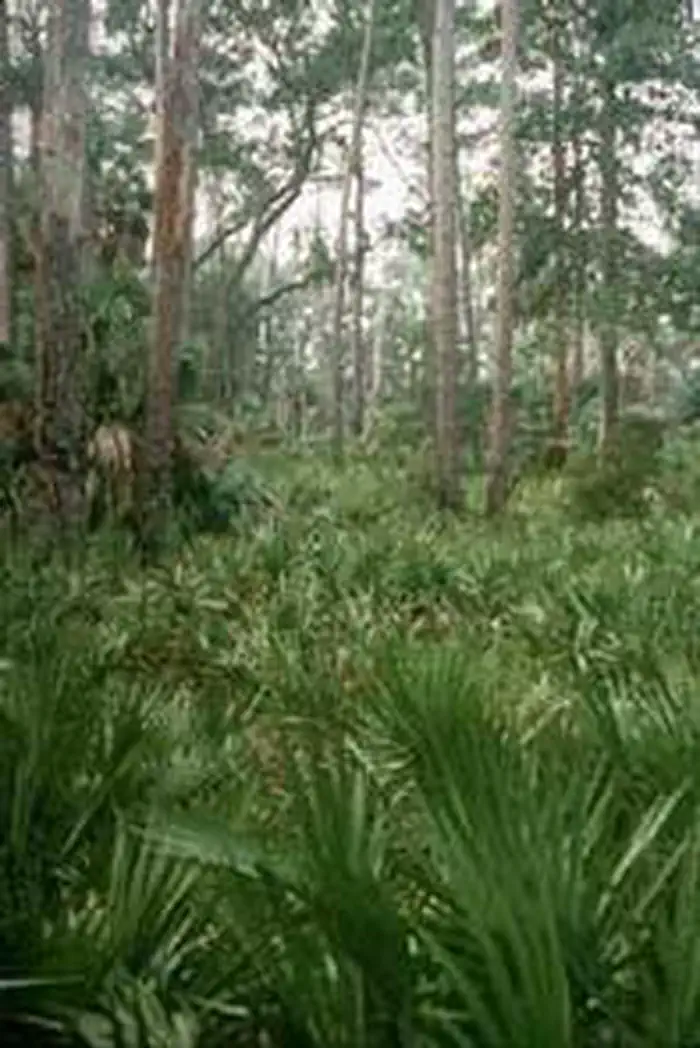 Blackbeard Island Wilderness photo