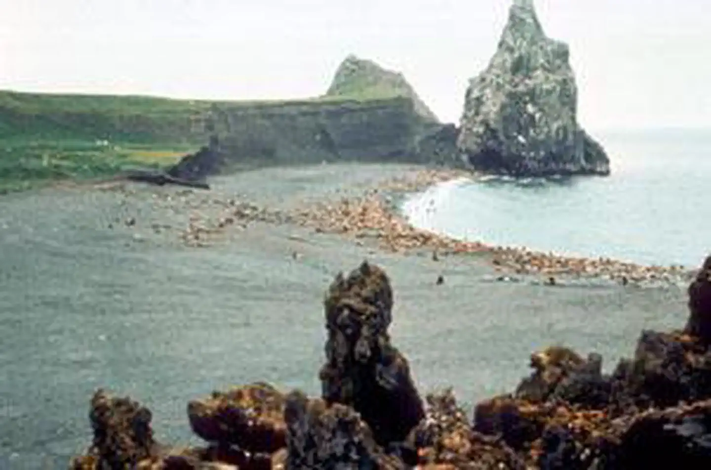 Bogoslof Wilderness photo