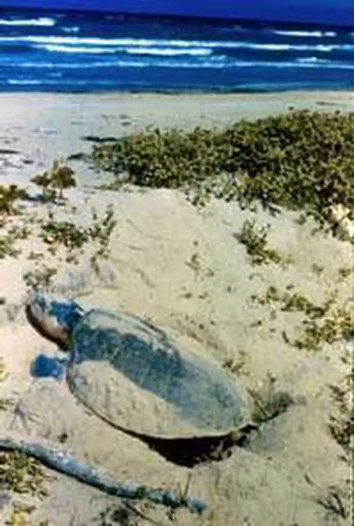 Cape Romain Wilderness photo