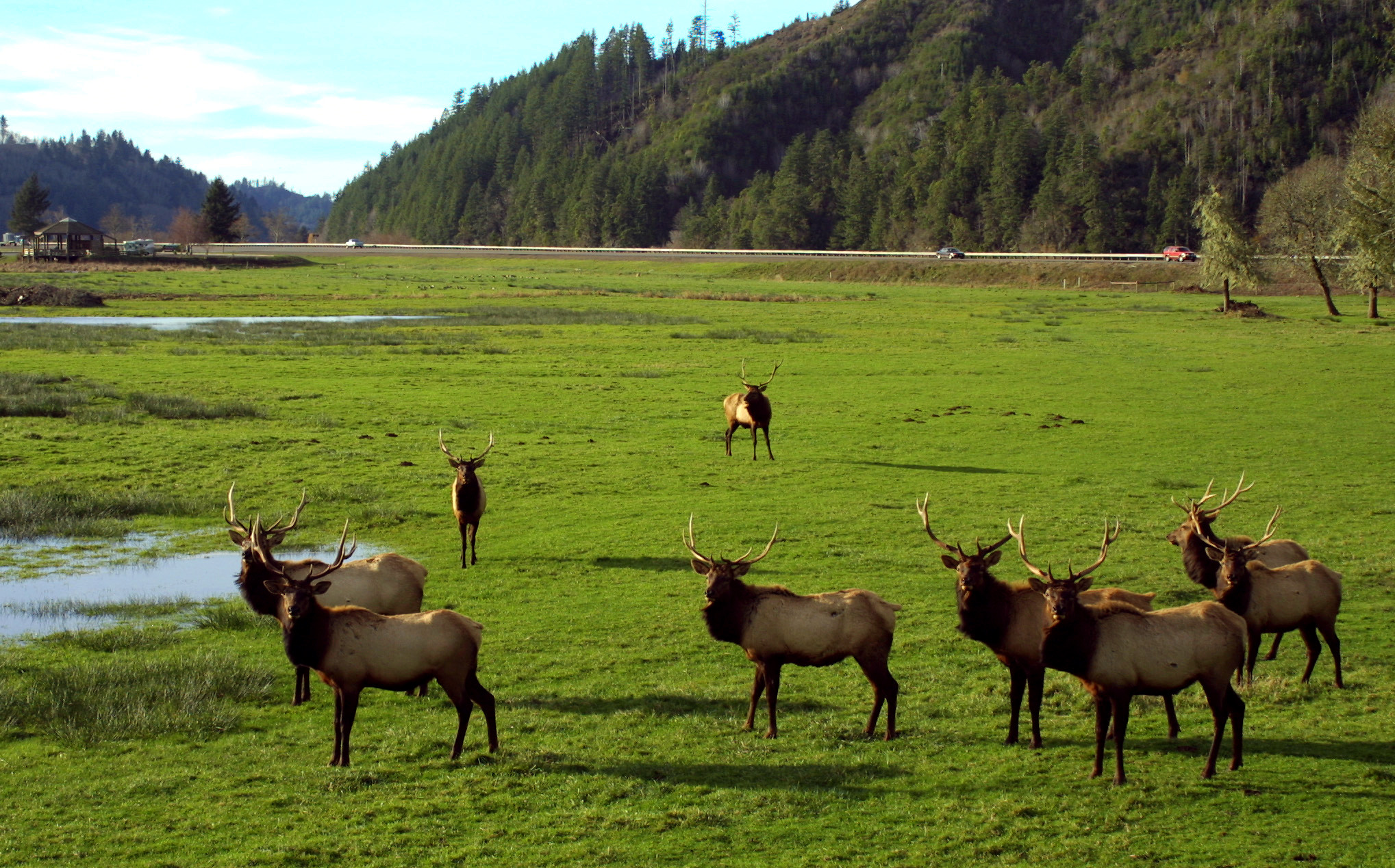 Dean Creek Elk Viewing Area photo
