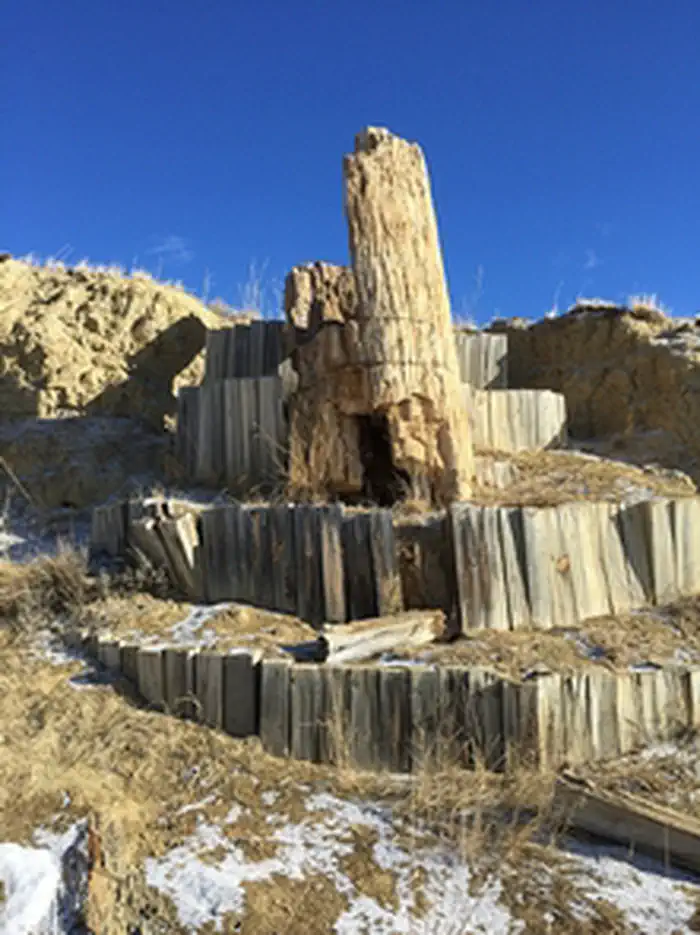 Dry Creek Petrified Tree Environmental  Education Area photo 2