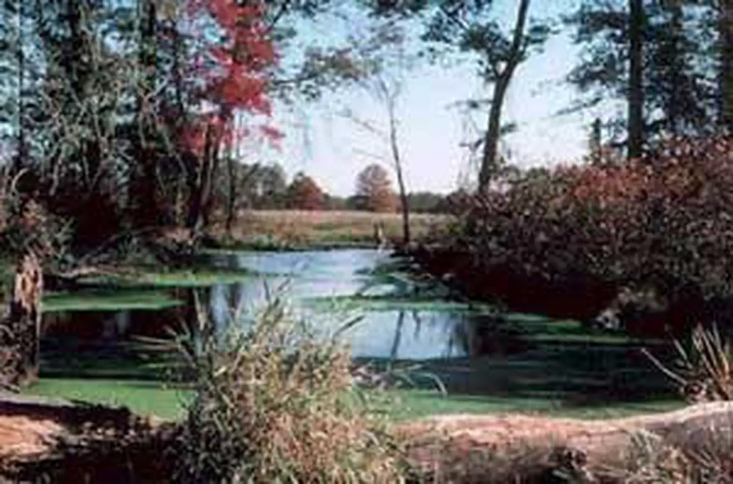 Great Swamp National Wildlife Refuge Wilderness photo