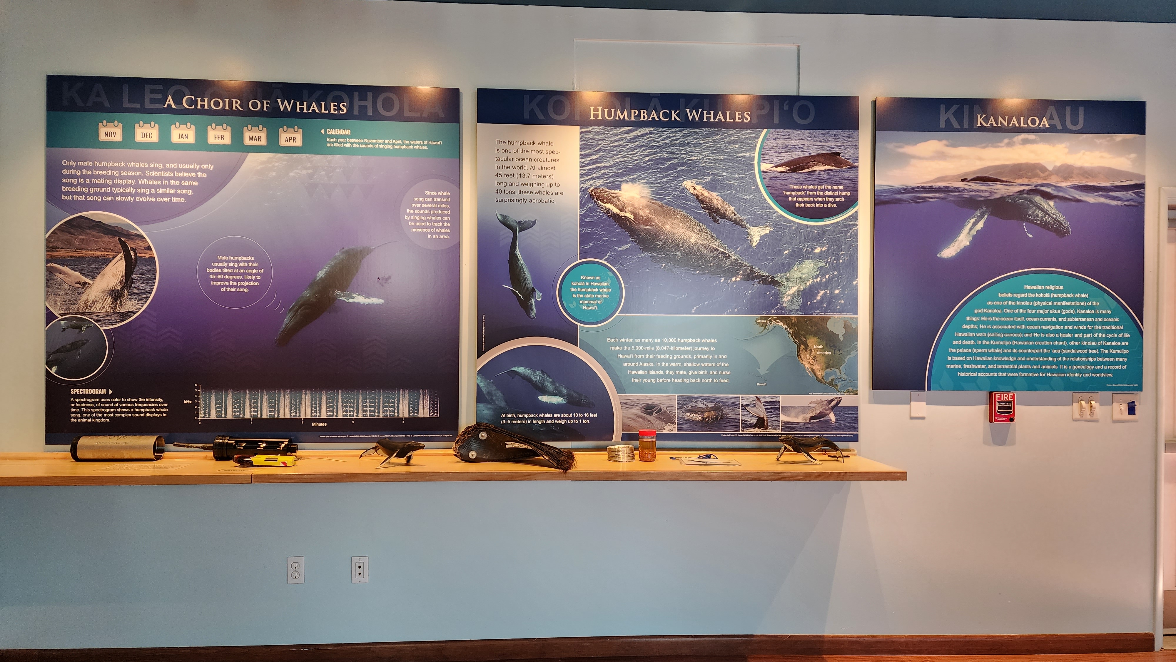 Hawaiian Islands Humpback Whale Kihei Visitor Center photo 3