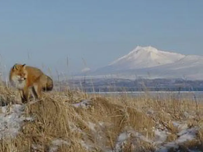 Izembek Wilderness photo