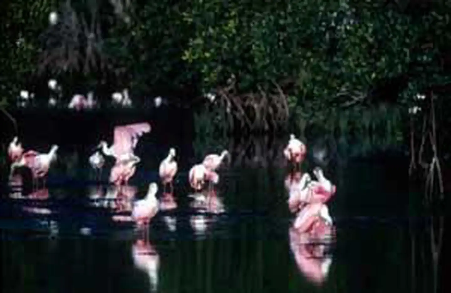 J.N. Ding Darling Wilderness photo