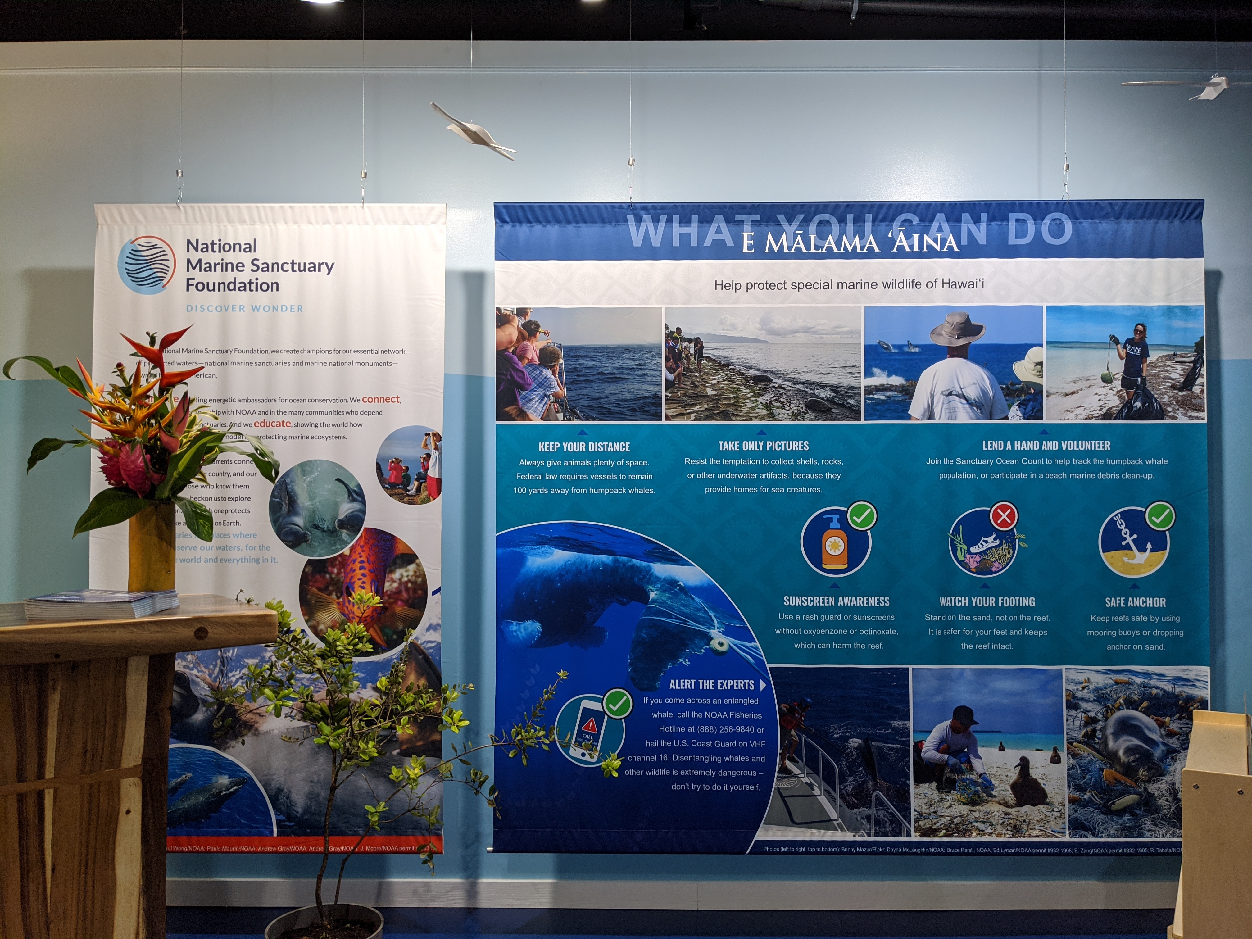 Kaua'i Ocean Discovery photo 5