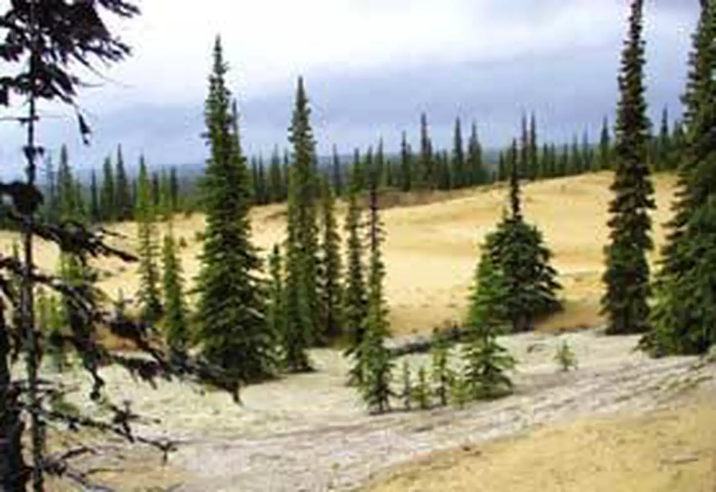 Koyukuk Wilderness photo
