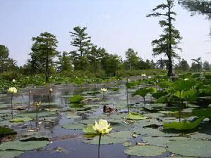 Mingo Wilderness photo