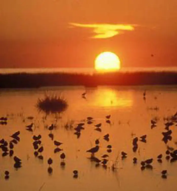 Monomoy Wilderness photo