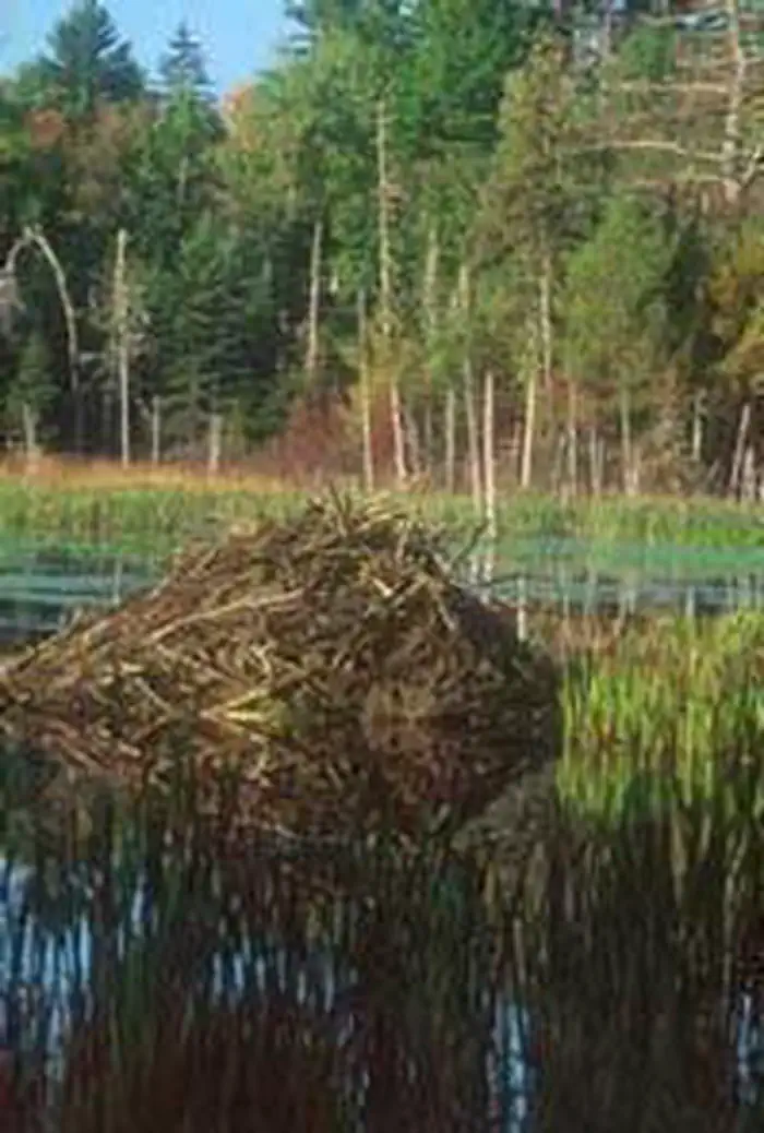 Moosehorn Wilderness photo