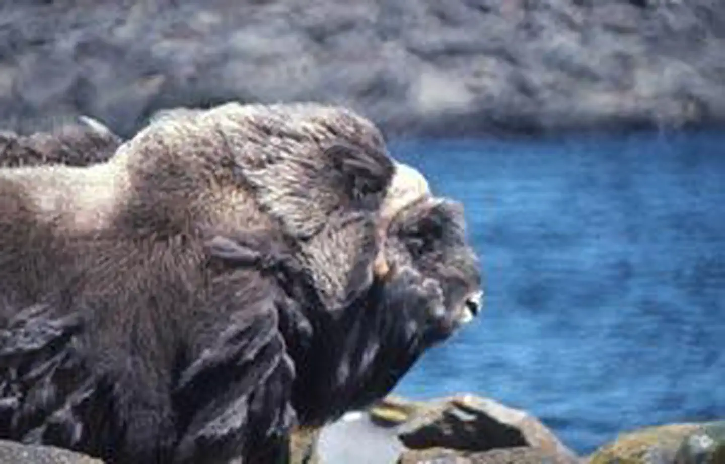 Nunivak Wilderness photo