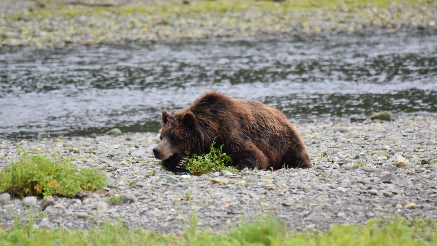 Pack Creek Bear Viewing Area photo