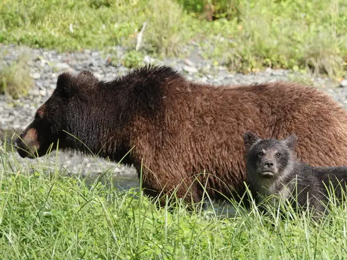 Pack Creek Bear Viewing Area photo 4