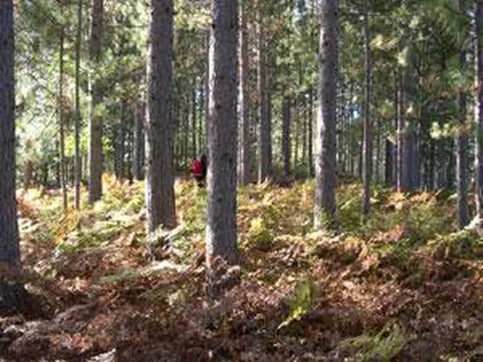 Seney Wilderness photo
