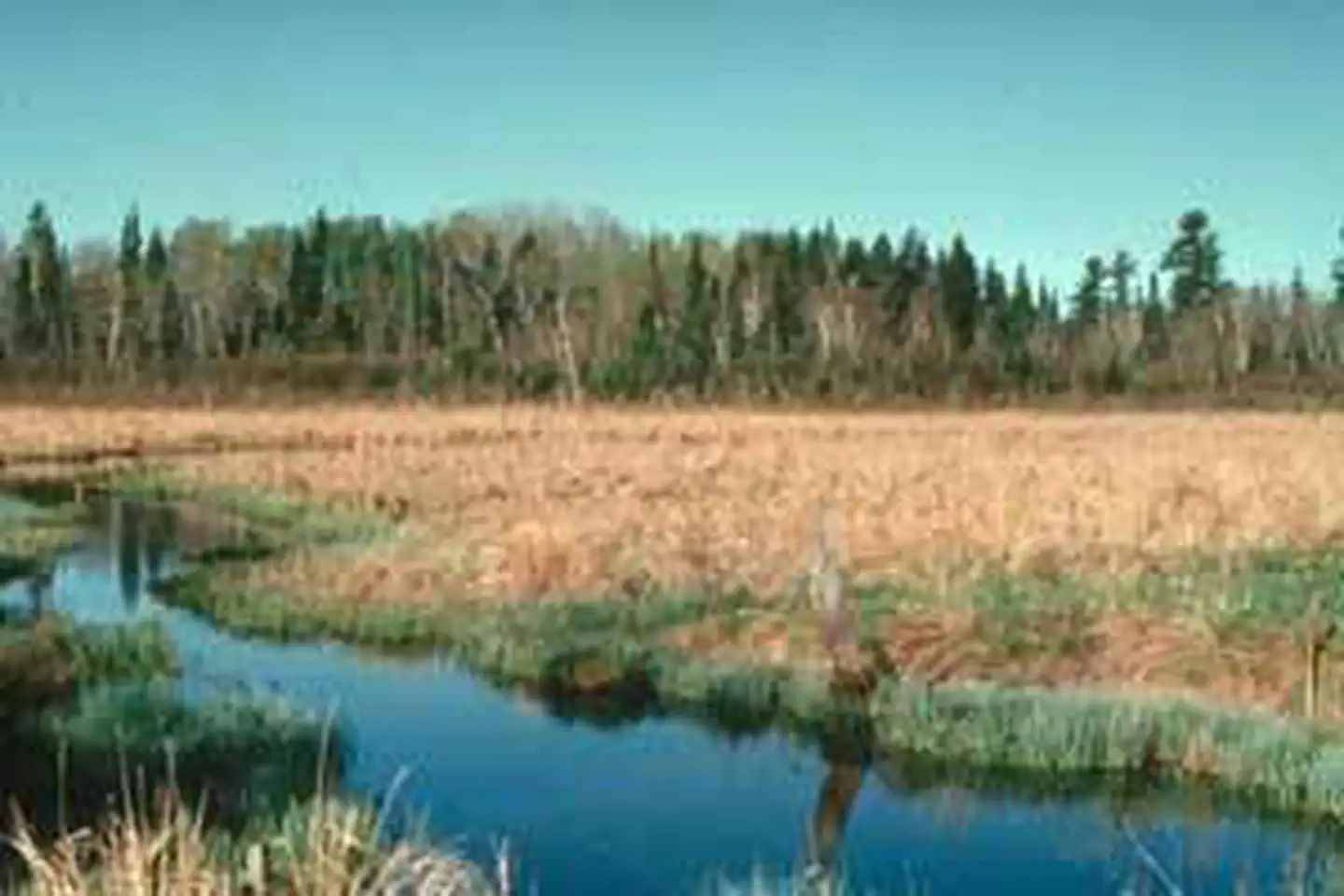 Tamarac Wilderness photo