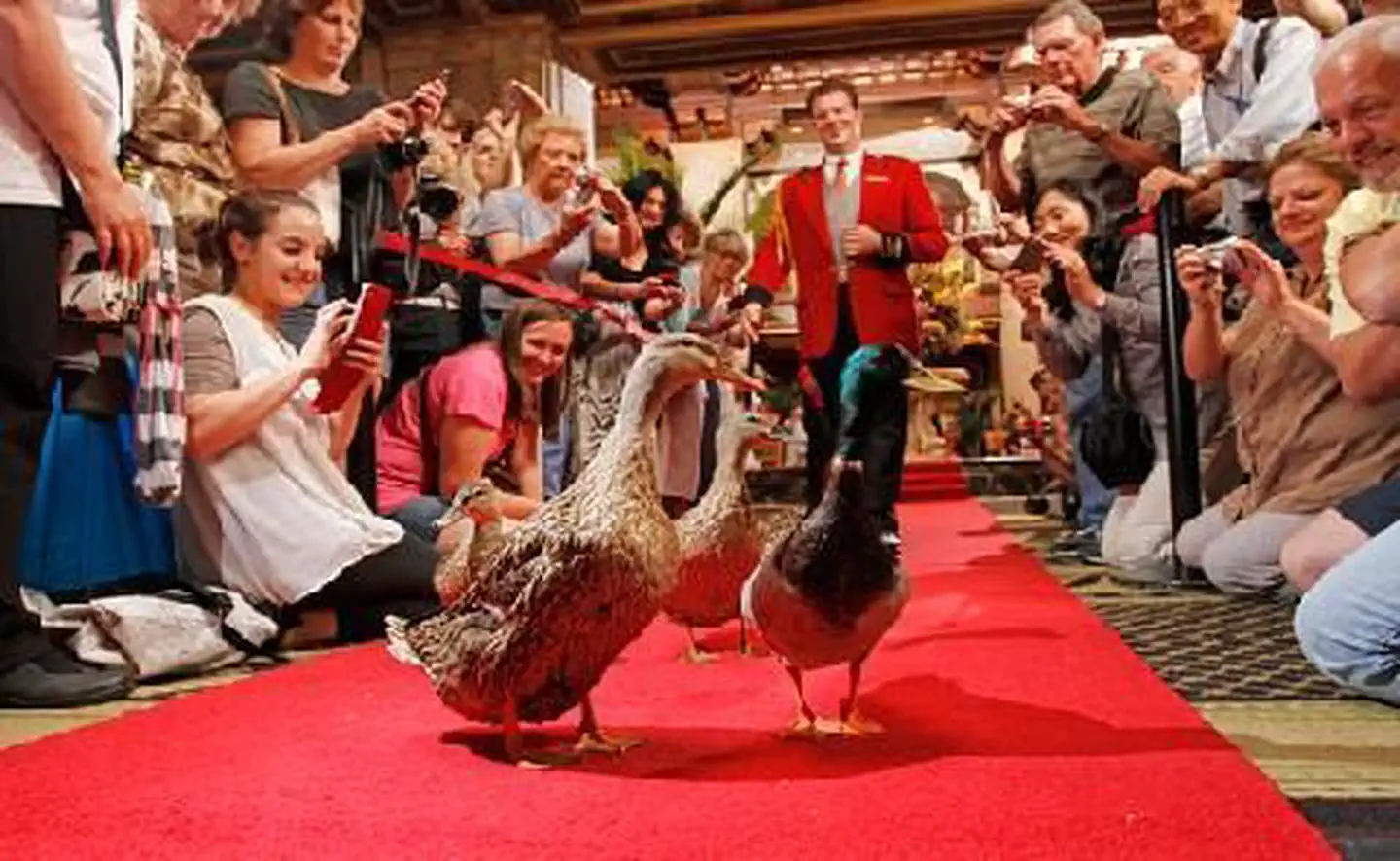 The Peabody Memphis photo 5