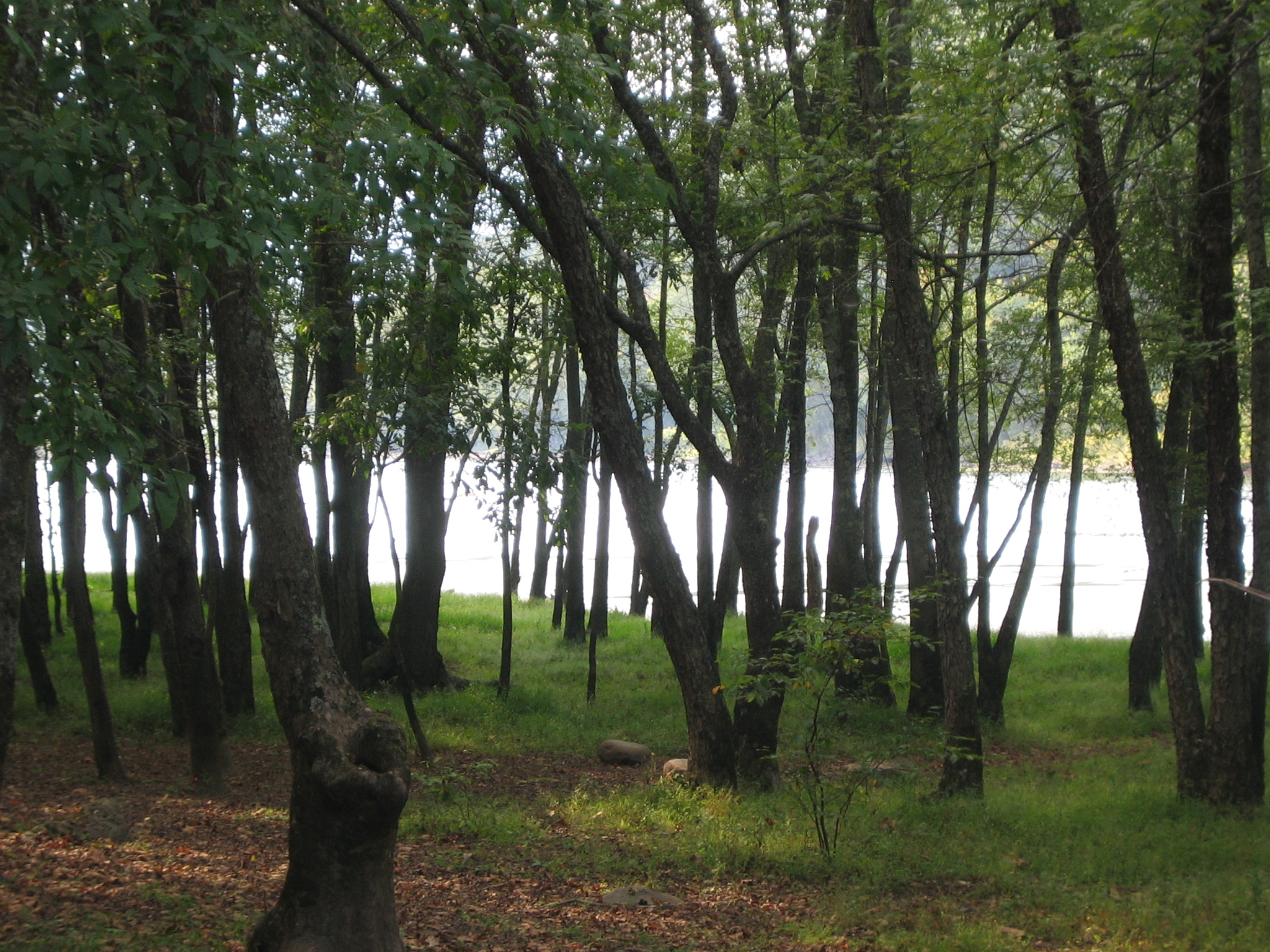 Glade Creek Campground photo