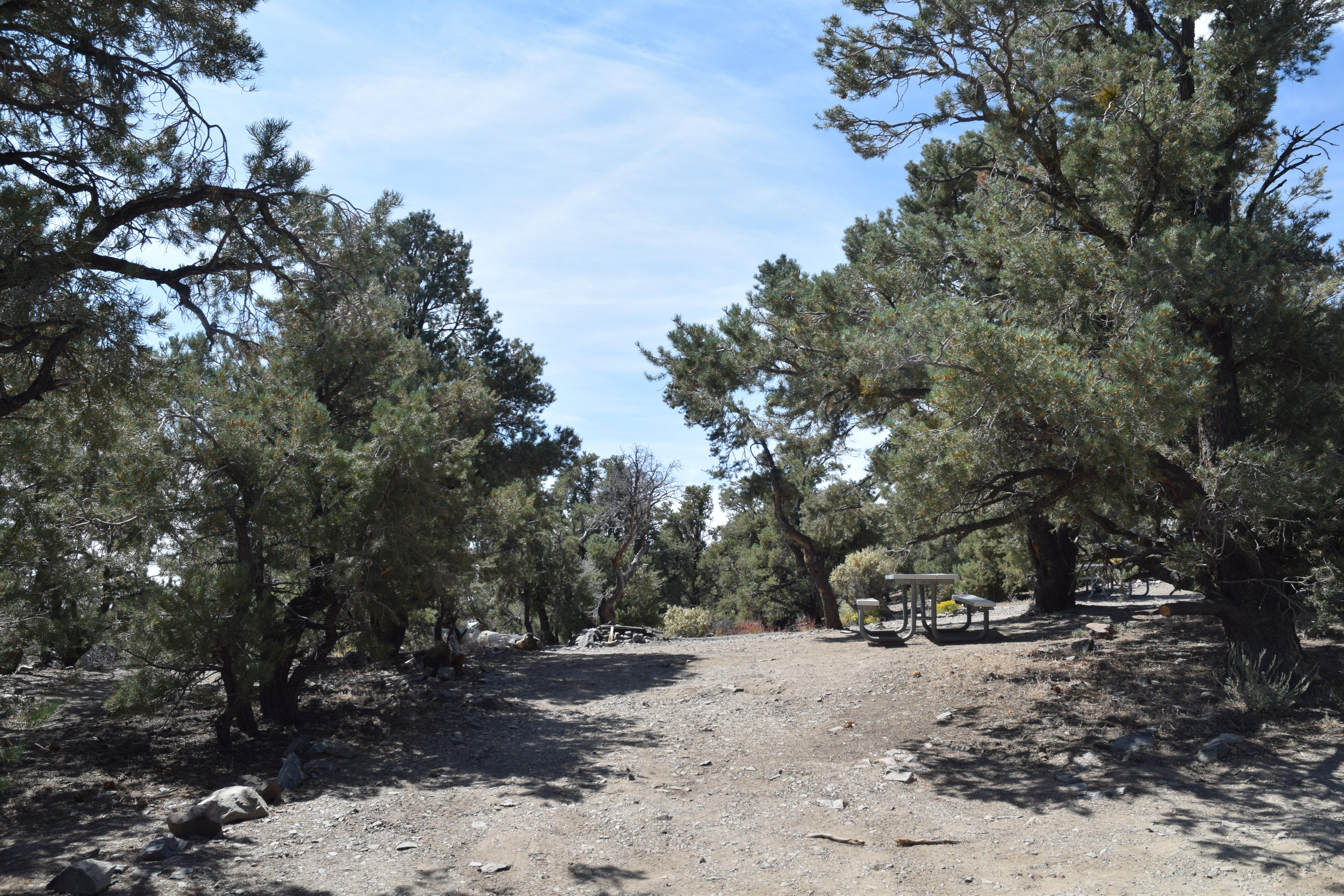 Mahogany Flat Campground (Primitive) photo 5
